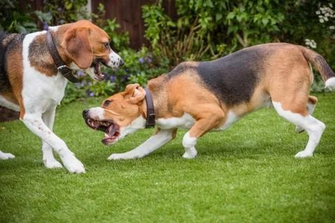 Pair of Beagles Stock-Fotos