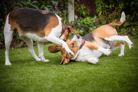Pair of Beagles Foto stock