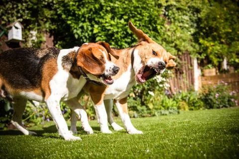 Pair of Beagles Stock Photos