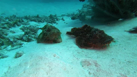 Pair of Bearded Scorpionfish Stock Footage 139748451