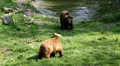 A pair bears with male coming out of water and shaking his wet fur HD Footage