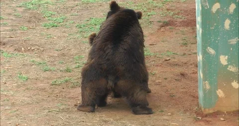 A pair of bears mating Видео 343705634