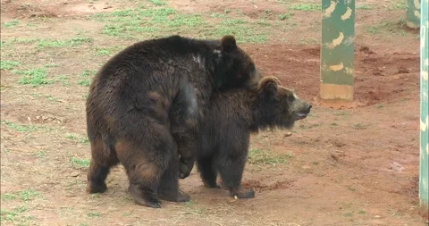 A pair of bears mating Stock-Footage 343705714