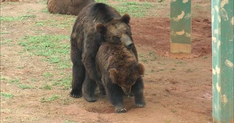 A pair of bears mating Stock-Footage 343705994