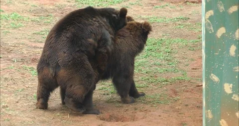 A pair of bears mating Stock-Footage 343706500