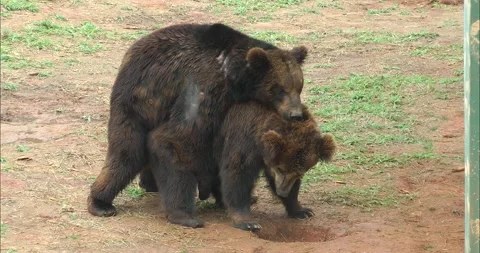 A pair of bears mating Stock-Footage 343706510