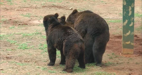 A pair of bears mating Stock-Footage 343708807