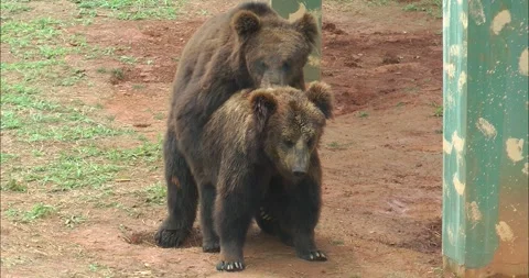 A pair of bears mating 動画素材 343708860