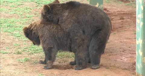 A pair of bears mating Видео 343709276