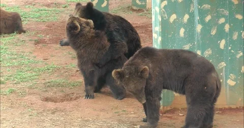 A pair of bears mating 動画素材 343709367