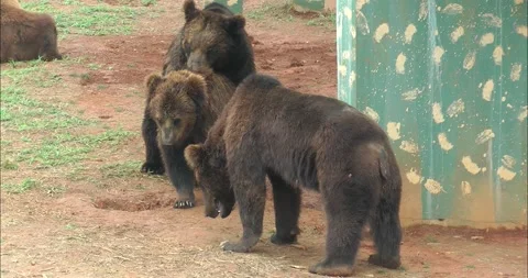 A pair of bears mating Видео 343709368