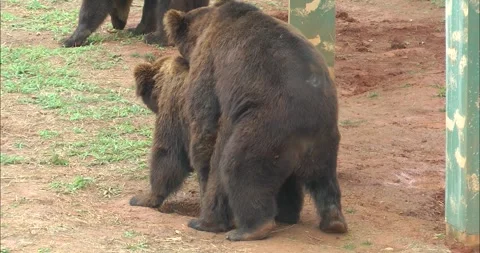 A pair of bears mating 動画素材 343709397