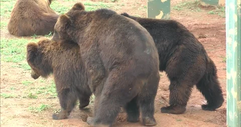 A pair of bears mating Видео 343709564