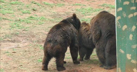 A pair of bears mating 動画素材 343710948