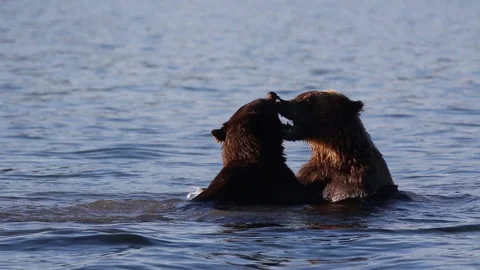 A pair of bears play in a waters of a lake in the habitat 스톡 동영상 149894975