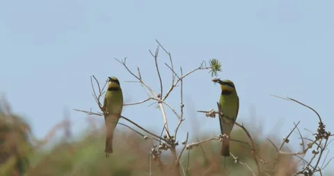 Pair of Beautiful Australian Rainbow Bee Eaters Stock Footage 283535254