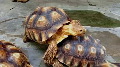 A pair of beautiful brown turtles Stock Footage 246865925