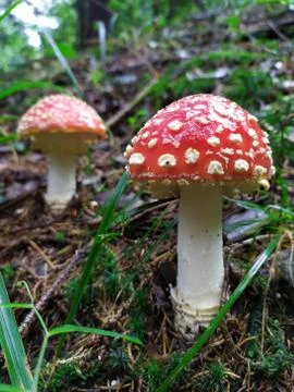Pair of beautiful fly agaric toadstools in their natural habitat Stock-Fotos