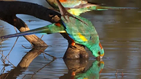 A pair of beautiful green parrots drinking water from a pond in slow motion.. Stock Footage 337751430