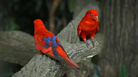 Pair of Beautiful Red Lorikeets at the Zoo Видео 74989826