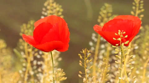 Pair of beautiful red poppies in springtime Stock Footage 50409142