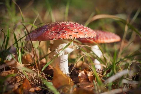A pair of beautiful red spotted toadstools grows in a clearing dotted with fa Stock Photos