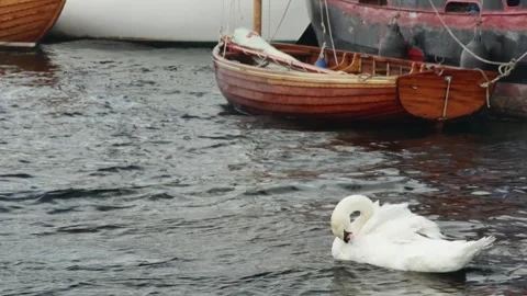 A pair of beautiful swans against the background of a moored boat Vídeos de archivo 259964121