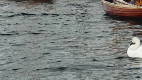 A pair of beautiful swans against the background of a tied rocking boat 库存影片 259965046