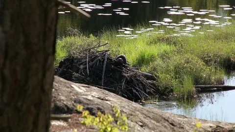Pair of Beavers Building Lodge Stock Footage 79628747