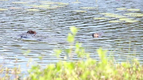 Pair of Beavers in Water Stock Footage 79667065