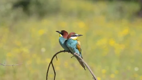 Pair of bee-eaters perched on a branch with spring background Stock Footage 130610330