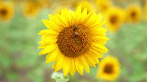 Pair of bees crawling along the blossoming sunflower.  Stock Footage 212443029