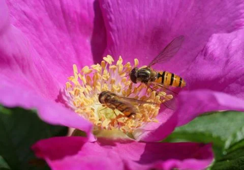 Pair of bees on red rose Stock-Fotos