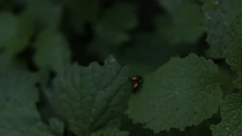Pair of beetles makes offspring on a green leaf on a tree in summer close-up Stock Footage 111924052