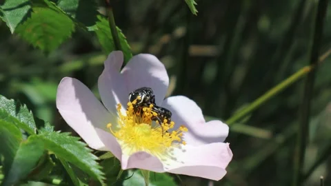 A pair of beetles walk on a white Rosa canina flower. Stock Footage 242031674