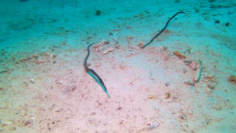 Pair of Bent Stick Pipefish Stock Footage 139733989