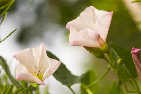 Pair of bindweed Stock Photos