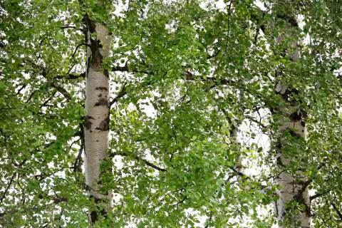 Pair of Birch Trees 스톡 사진