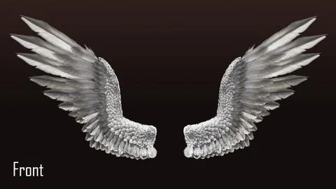 Pair of Bird Wing [C4D] 3D Model