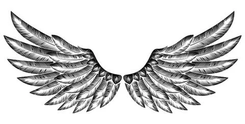 Pair of Bird Wings Illustrazione stock