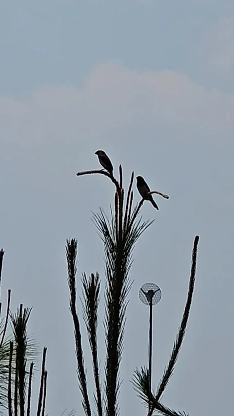A pair of birds blowing in the wind Stock Footage 250518215