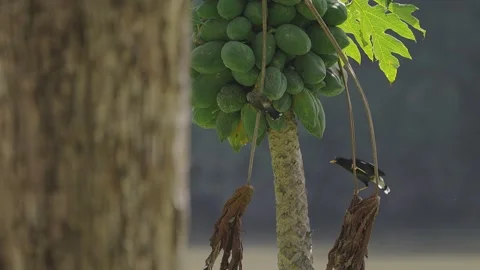 Pair of birds on branch of coconut tree. Stock Footage 294795757