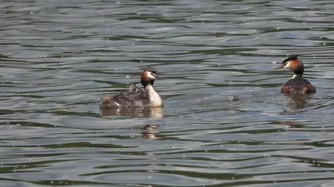 Pair of birds Great crested grebe with chicks swim across the water Stock Footage 82637642