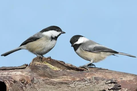 Pair of birds on a log Stock Photos