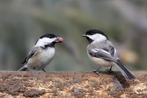 Pair of birds on a log Stock Photos