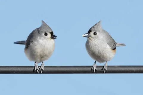 Pair of birds Stock Photos