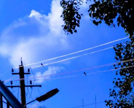 Pair of Birds 写真素材