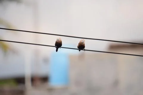 A pair of birds Stock Photos