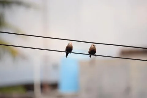A pair of birds Stock Photos