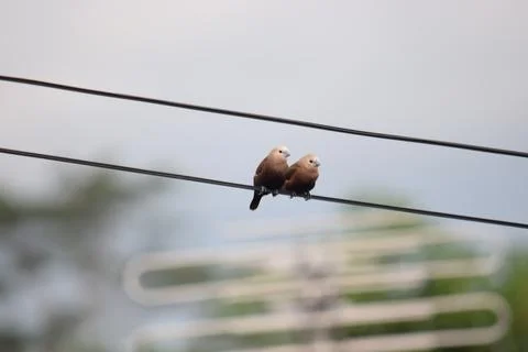 A pair of birds Stock Photos